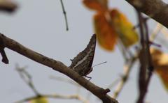 Charaxes saturnus saturnus