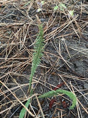 Achillea millefolium