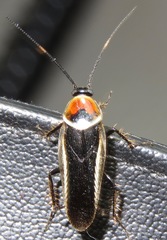 Pseudomops praeclarus image