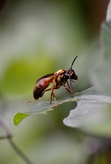 Polybia chrysothorax