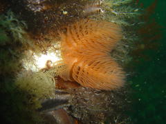 Protula bispiralis