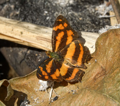 Symbrenthia