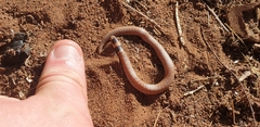 Brachyurophis australis