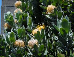 Leucospermum conocarpodendron conocarpodendron