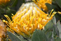Leucospermum conocarpodendron conocarpodendron