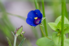 Lysimachia arvensis caerulea