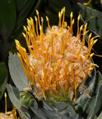 Leucospermum conocarpodendron conocarpodendron