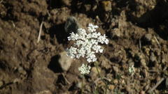 Ammi majus
