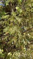 Populus × berolinensis