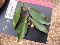 Maytenus peduncularis