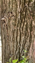 Populus × berolinensis