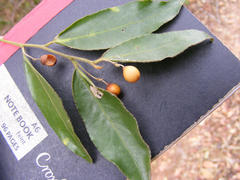 Maytenus peduncularis