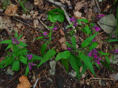 Melampyrum setaceum