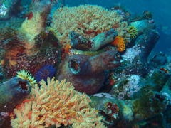 Pyura stolonifera