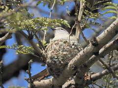 Pericrocotus cinnamomeus