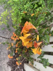Streptosolen
