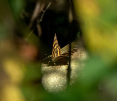 Herona marathus