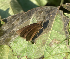 Ancistroides nigrita