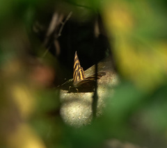 Herona marathus