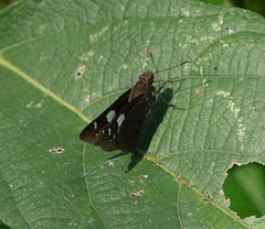 Notocrypta curvifascia