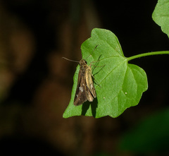 Scobura