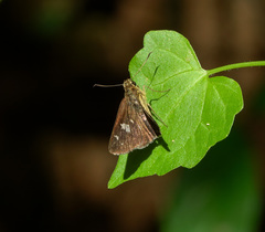 Scobura