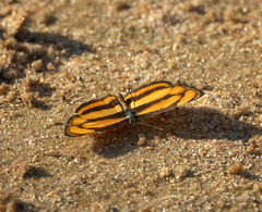 Pantoporia paraka
