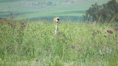Balearica regulorum regulorum