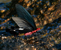 Byasa polyeuctes