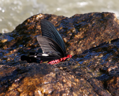 Byasa polyeuctes