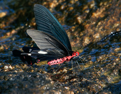 Byasa polyeuctes