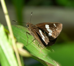Notocrypta curvifascia
