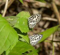 Scobura