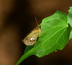 Scobura