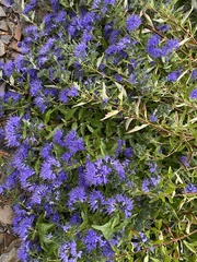 Caryopteris mongholica