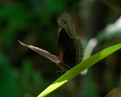 Ethope himachala