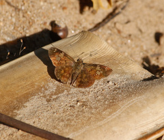 Pseudocoladenia dan