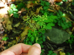 Thalictrum tuberiferum