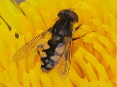 Parhelophilus rex