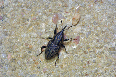 Sphenophorus cariosus