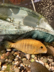 Labidochromis caeruleus