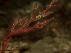 Stigmatopora harastii