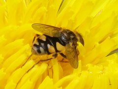 Parhelophilus rex