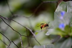 Polybia chrysothorax