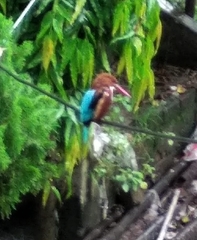 Halcyon smyrnensis
