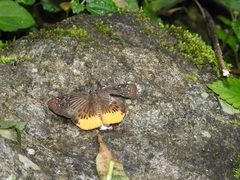 Mooreana trichoneura