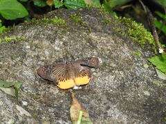 Mooreana trichoneura