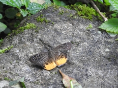 Mooreana trichoneura