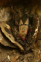 Dysdercus intermedius