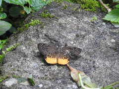 Mooreana trichoneura